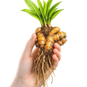 Cúrcuma