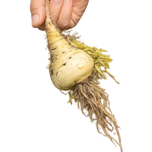 MACA AMARILLA