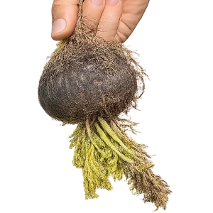 MACA NEGRA