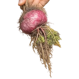 MACA ROJA