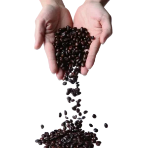 Granos de Cacao