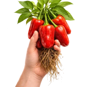 Paprika