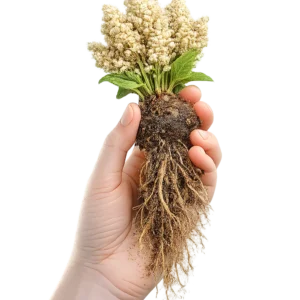 Quinoa